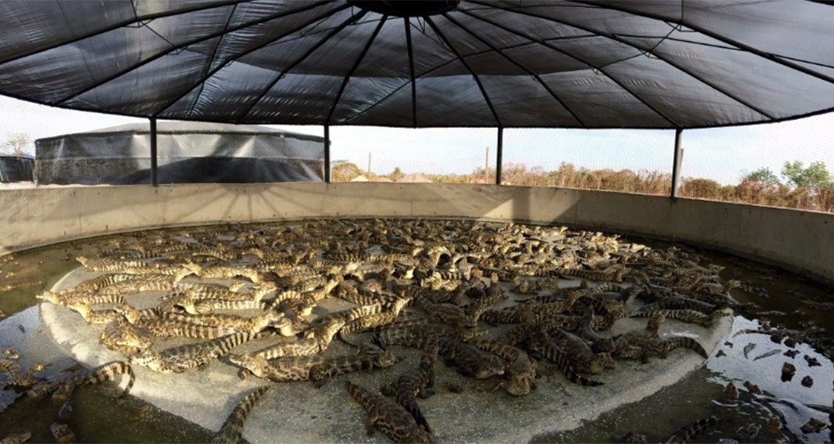 Empresa iniciará abates de até 100 jacarés/dia em setembro Empresa iniciará abates de até 100 jacarés/dia em setembro