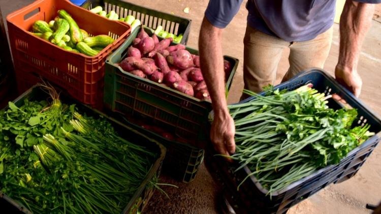 Na estação mais seca do ano, hortas se mantêm produtivas e saudáveis Divulgação