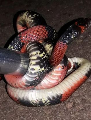 Serpente é capturada em residência no bairro Nova Lima Cobra encontrada no quintal de uma casa no bairro Nova Lima, em Campo Grande. PMA/Divulgação