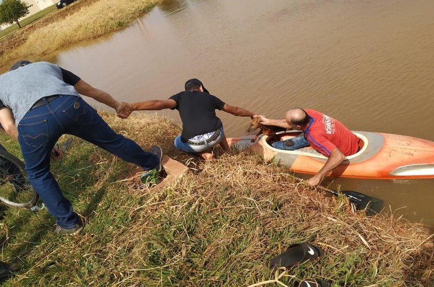 Bombeiro de folga ajuda a resgatar cachorro atolado em lagoa Nova News