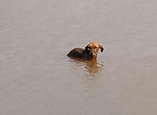 Bombeiro de folga ajuda a resgatar cachorro atolado em lagoa Bombeiro de folga ajuda a resgatar cachorro atolado em lagoa