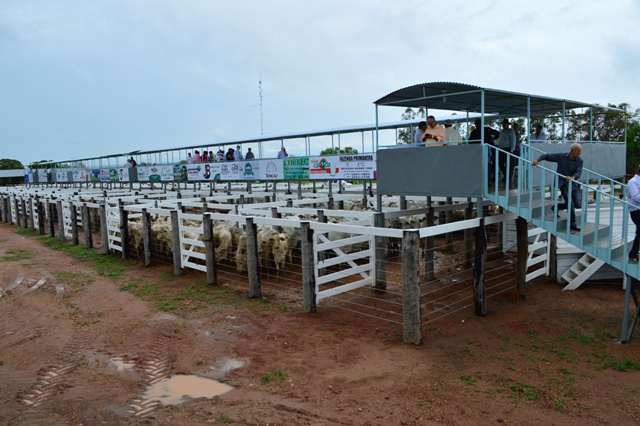 Sindicato Rural de Caracol faz leilão para inaugurar instalações de tatersal Sindicato Rural de Caracol faz leilão para inaugurar instalações de tatersal