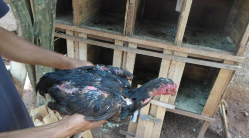 Foto: PMA/Divulgação