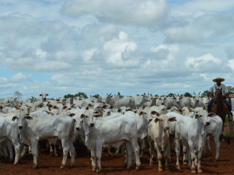 IBGE aponta MS como o 4º maior rebanho bovino do país em 2014 Foto /Do G1 MS