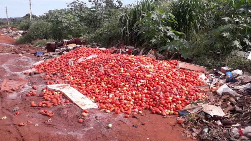 Montanha de tomates e laranjas são descartados em terreno próximo à Ceasa Montanha de tomates e laranjas são descartados em terreno próximo à Ceasa