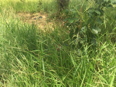 Dois corpos são encontrados em Campo Grande em pontos diferentes Corpo estava em mata de terreno baldio na Vila Morumbi (Foto: Gabriela Pavão)