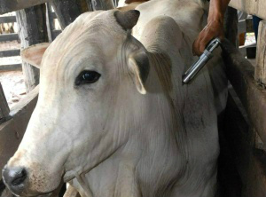 Segunda fase de vacinação começa nesta terça em MS Segunda fase de vacinação da febre aftosa começa na terça-feira - Foto: Divulgação