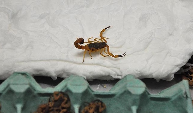 Sesau orienta cuidados para evitar incidentes com escorpiões