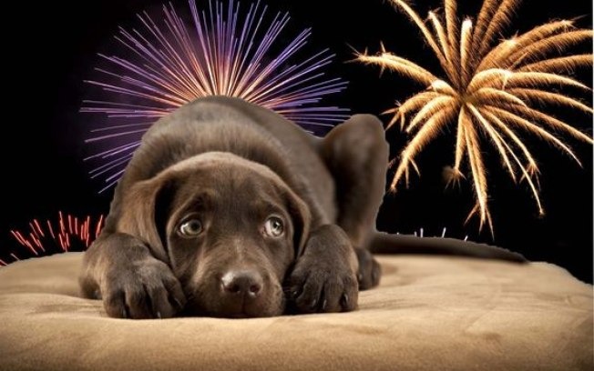 Pets e ano novo: como lidar com fogos de artifício? Proteja seu pet dos fogos no Ano Novo para evitar problemas maiores. Reprodução/Pinterest