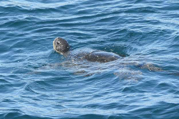 AFP/Arquivos Tartaruga nada perto da ilha Pinzon, no Pacífico, em 8 de dezembro de 2012