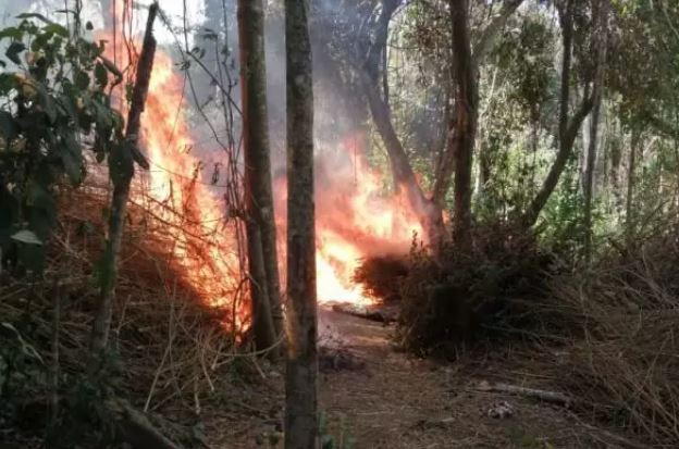 Senad destrói cinco hectares de plantações de maconha na fronteira Divulgação/Senad