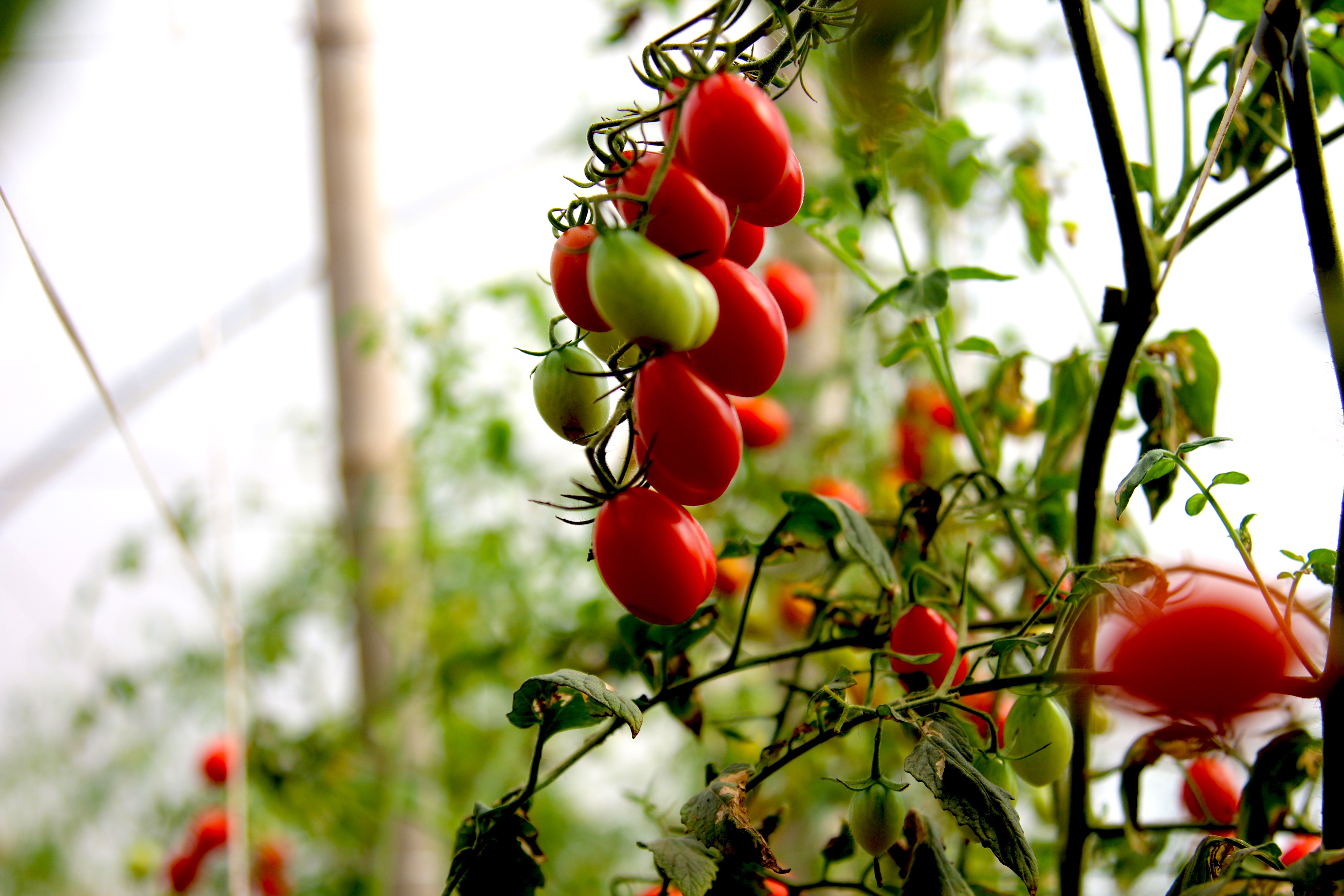 Primeiros vegetais rastreados de Campo Grande serão expostos em feira Divulgação