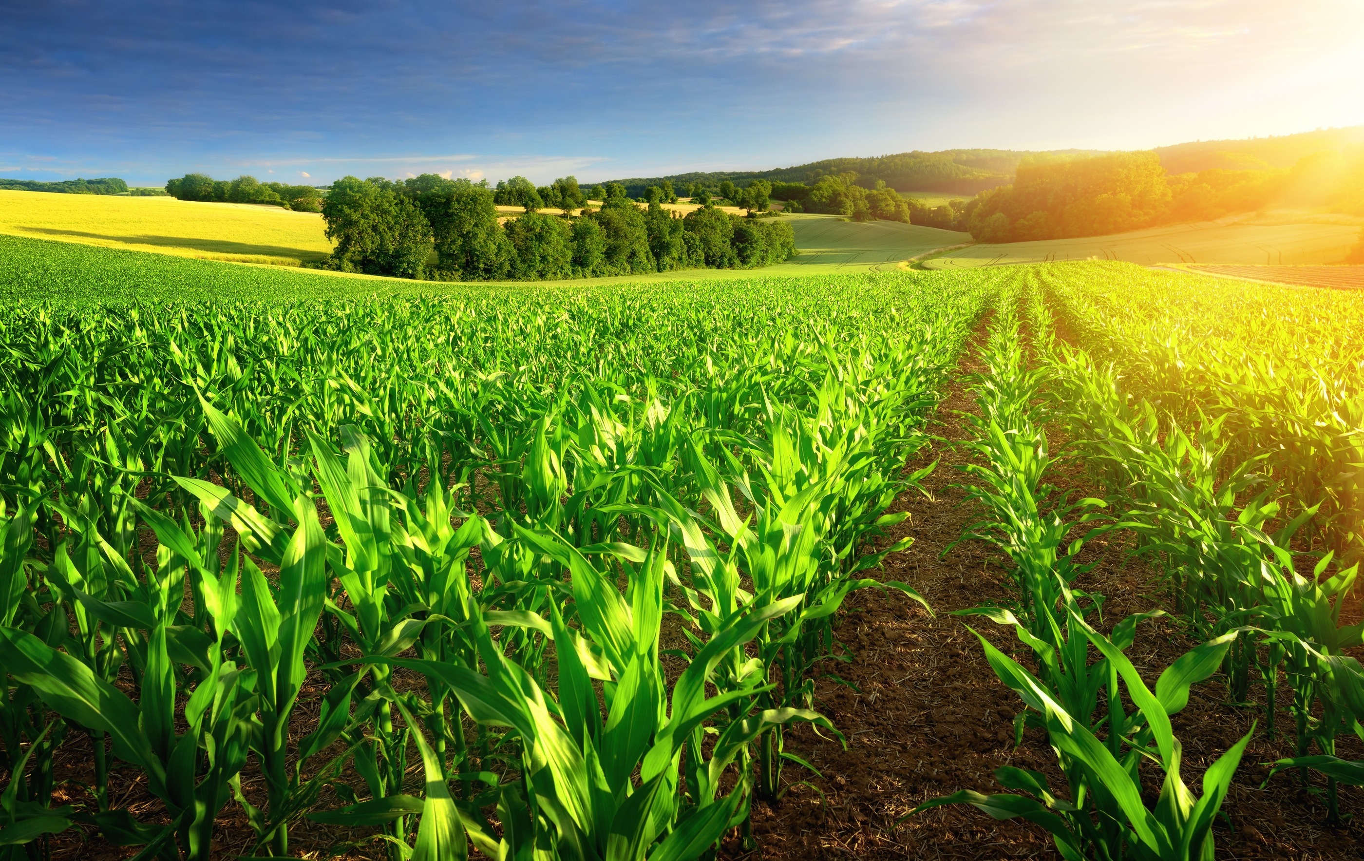 Produtores têm até hoje para aderir ao Refis Rural