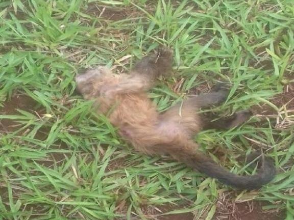 Macaco encontrado morto em fazenda no município de Maracaju