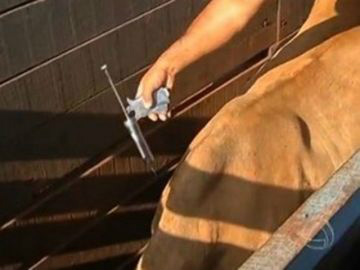 Produtores se preparam para vacinar contra aftosa