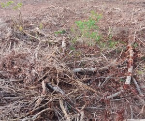 PMA autua pecuarista por desmatamento ilegal de 30 hectares