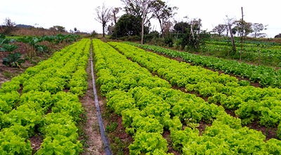 Governo de MS garante novo mercado para a agricultura familiar de Amambai