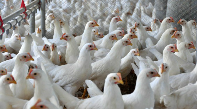 Governo quer alterações no FCO para que granjas de MS possam prevenir gripe aviária Governo quer alterações no FCO para que granjas de MS possam prevenir gripe aviária