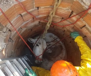 Bombeiros e PMA resgatam novilha que cai em fossa séptica Bombeiros realizaram resgate do animal - PC de Souza