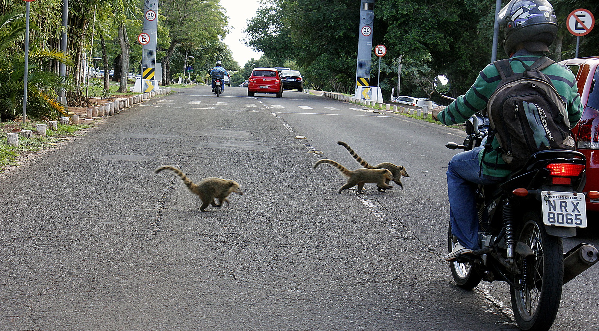 Quatis atravessam rua no Parque dos Poderes, em Campo Grande. Chico Ribeiro