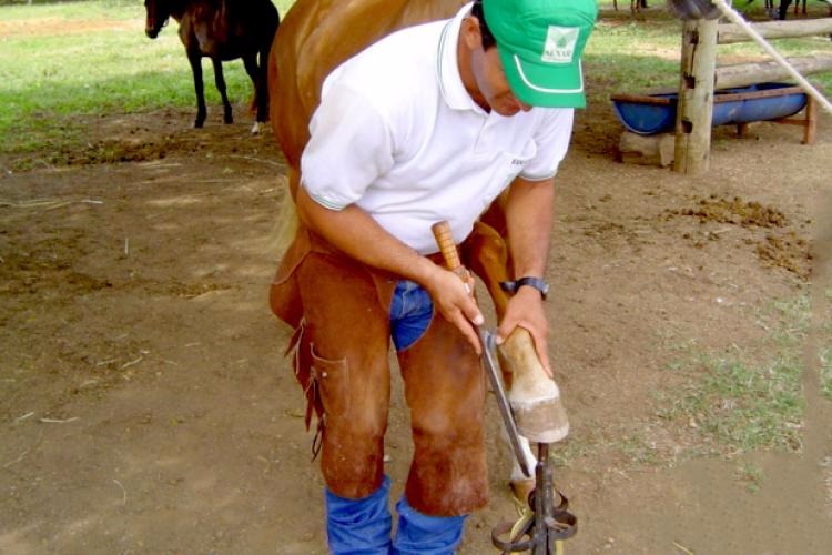 Casqueamento de equídeos preserva a sanidade animal Divulgação