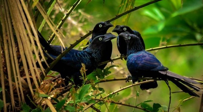 Divulgados os finalistas do II Cine Aves