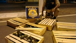 Homens são presos com filhotes de papagaio que iriam para São Paulo