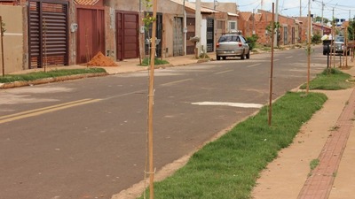 Campo Grande recebe o plantio de mais 3.500 novas árvores em diversas regiões