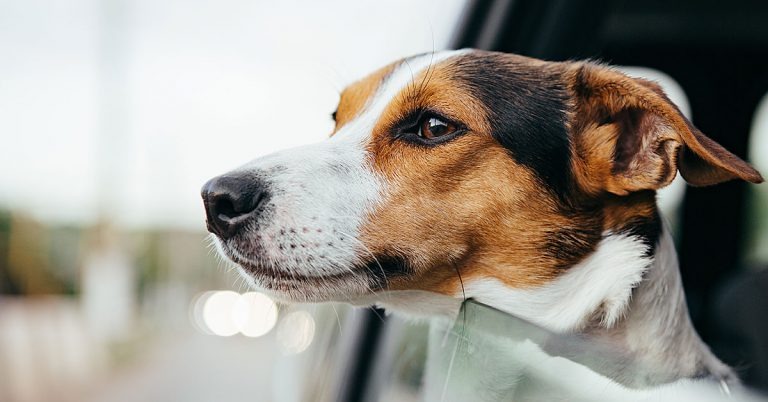 Viagem de carro com Pet: confira as dicas para transportar com segurança Reprodução/Internet