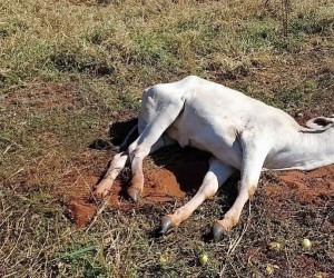 Desde janeiro já foram registrados 24 focos da doença no Estado. - Divulgação
