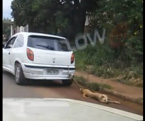 Vídeo revela crueldade a cachorro e polícia faz caçada por motorista Cachorro foi arrastado por carro
(Foto: Reprodução/YouTube)
