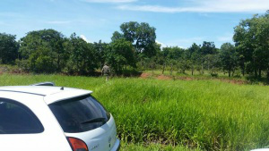 Idoso é responsável por arrastar cão e pagará multa de R$ 5,5 mil Cachorro foi enterrado em terreno baldio em Campo Grande - Foto: Divulgação/PMA