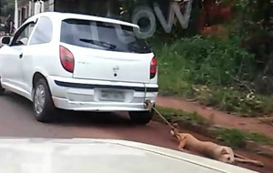 Idoso é responsável por arrastar cão e pagará multa de R$ 5,5 mil Idoso é responsável por arrastar cão e pagará multa de R$ 5,5 mil