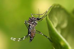 Anvisa aprova registro da primeira vacina contra a dengue no Brasil Anvisa aprova registro da primeira vacina contra a dengue no Brasil