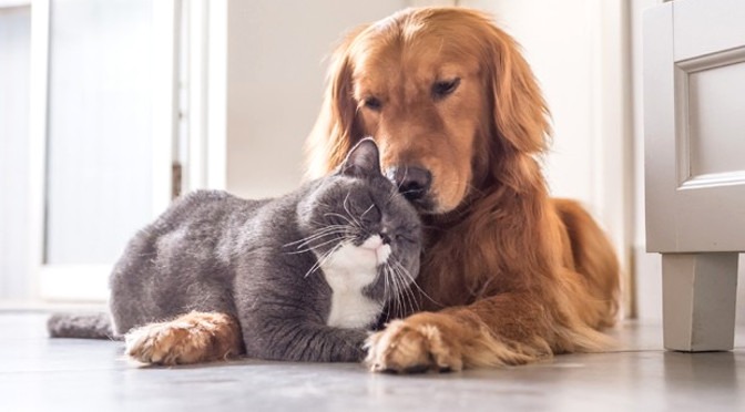 Lei em MS que permite animais domésticos em hospitais públicos e privados; confira as regras Lei em MS que permite animais domésticos em hospitais públicos e privados; confira as regras