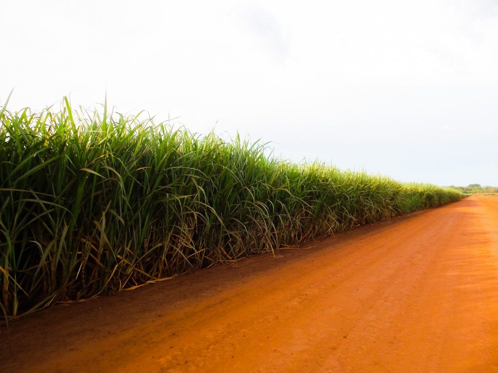 Cana-de-açúcar representa 20% do valor de produção das lavouras de MS Divulgação/Biosul