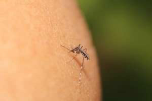 Gestante de 21 anos é a primeira vítima do zika vírus em Mato Grosso do Sul