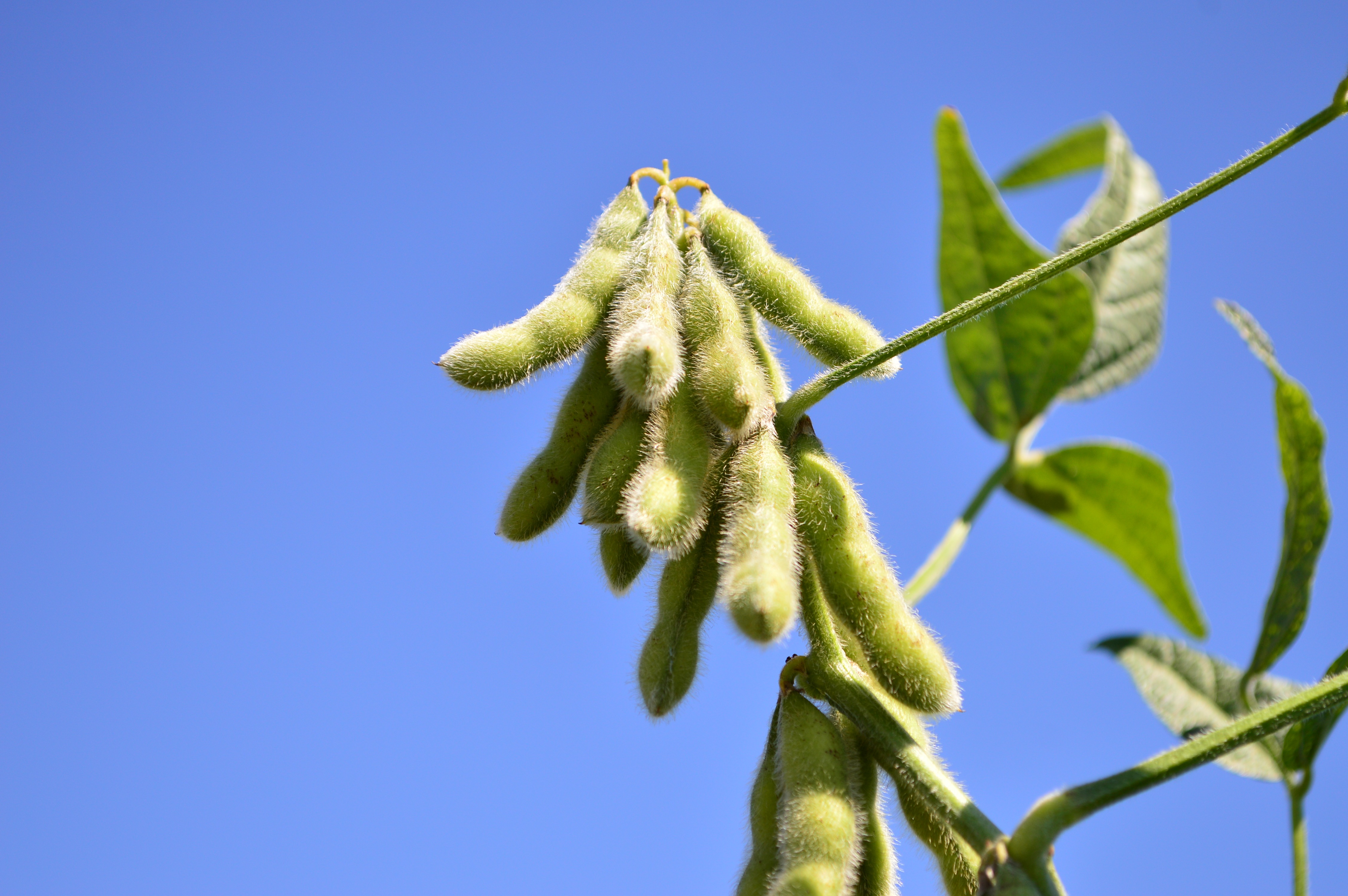 Preços da soja iniciam o ano em alta