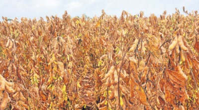 Setor de transportes aposta na soja para voltar a cresce Algumas propriedades já iniciaram a colheita, mas no Estado boa parte das lavouras estará pronta a partir do dia 5 de fevereiro, segundo a Aprosoja - Foto: Valdenir Rezende / Correio do Estado