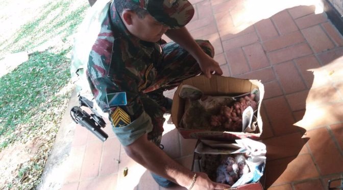 Jovem é presa pela PMA com 32 filhotes de papagaios