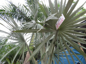 Expoflor começa e plantas variam de R$ 4 a quase R$ 2 mil Palmeira Azul é a planta mais cara da exposição - Foto: Adriano Moretto
