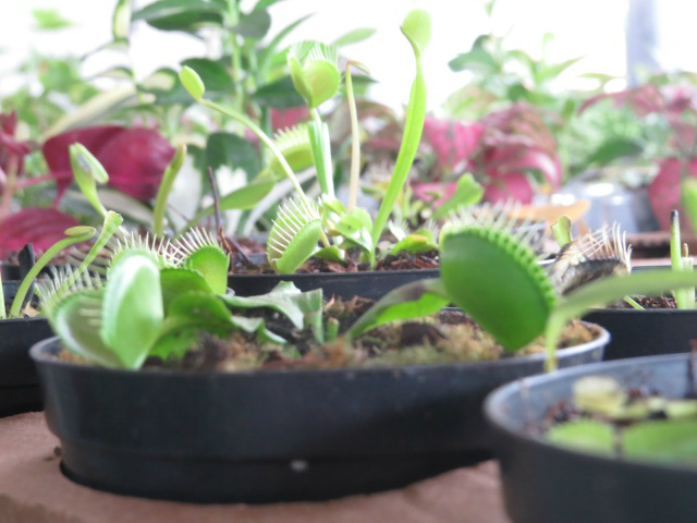 Expoflor começa e plantas variam de R$ 4 a quase R$ 2 mil Plantas carnívoras também são encontradas na Expoflor