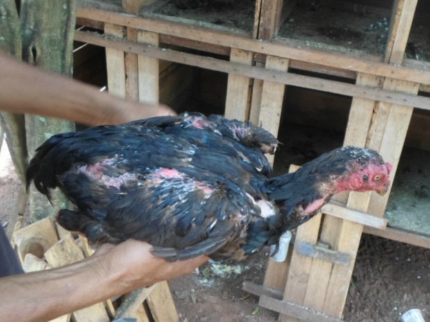 Ação pede que Supremo proíba abate de animais apreendidos Galo foi encontrado com ferimentos e esporas cortadas em Campo Grande, em 2017. PMA/Divulgação