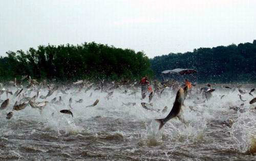 Piracema começa hoje em alguns pontos do Rio Paraná