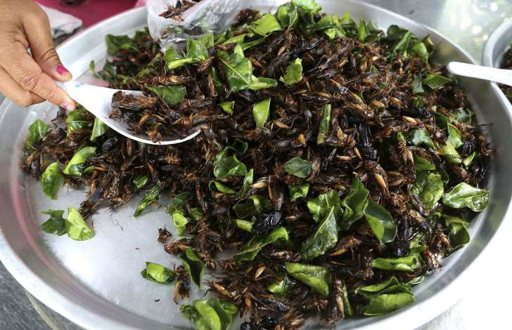 © Foto: Apichart Weerawong/AP Images Insetos.