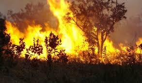 Especialista alerta para consequências das queimadas para o solo e vegetação Brasil 247