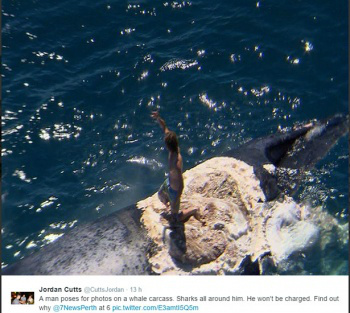 Surfista sobe em carcaça de baleia e acaba cercado por vários tubarões Reprodução/Twitter