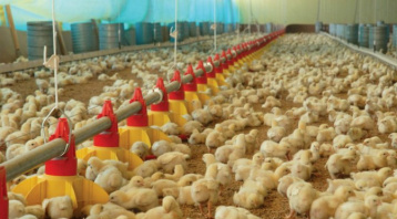 Governo fortalece avicultura com aprovação de R$ 159,4 mi do FCO para implantar 210 aviários em MS
