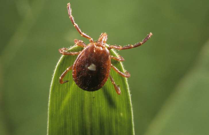 Anticancerígeno extraído de saliva de carrapato será testado em humanos © Foto: Visuals Unlimited/Corbis Carrapato.