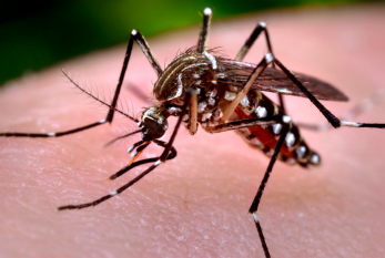 Nova lei coloca MS em estado de alerta contra o Aedes aegypti